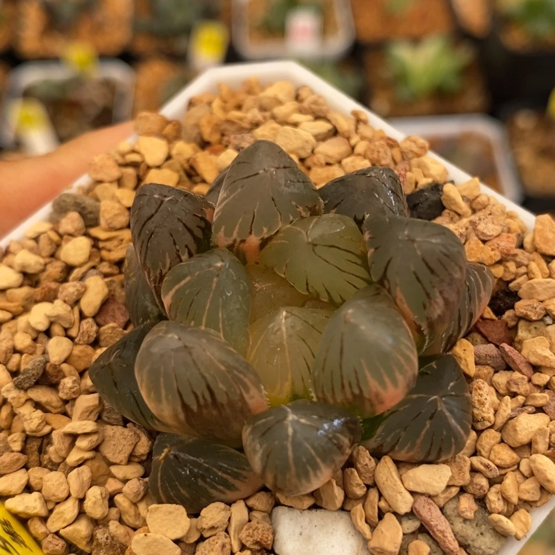 570龙爪玉露多肉植物