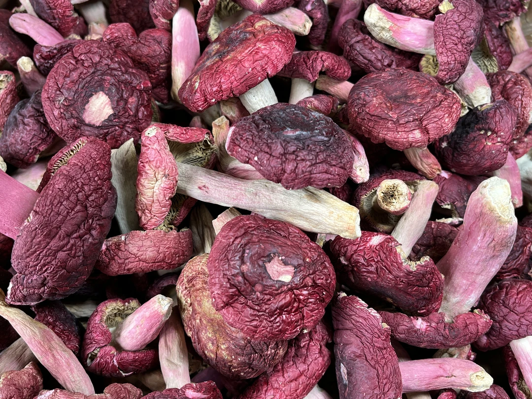广西浦北土特产红菇正宗野生干货红椎菌红菇红菌菇干红菌免洗精品