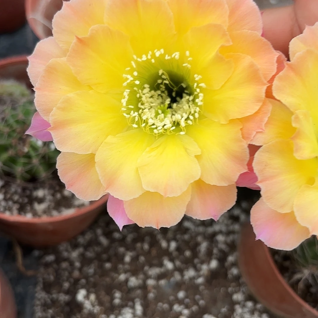 us47 20包邮4-5公分