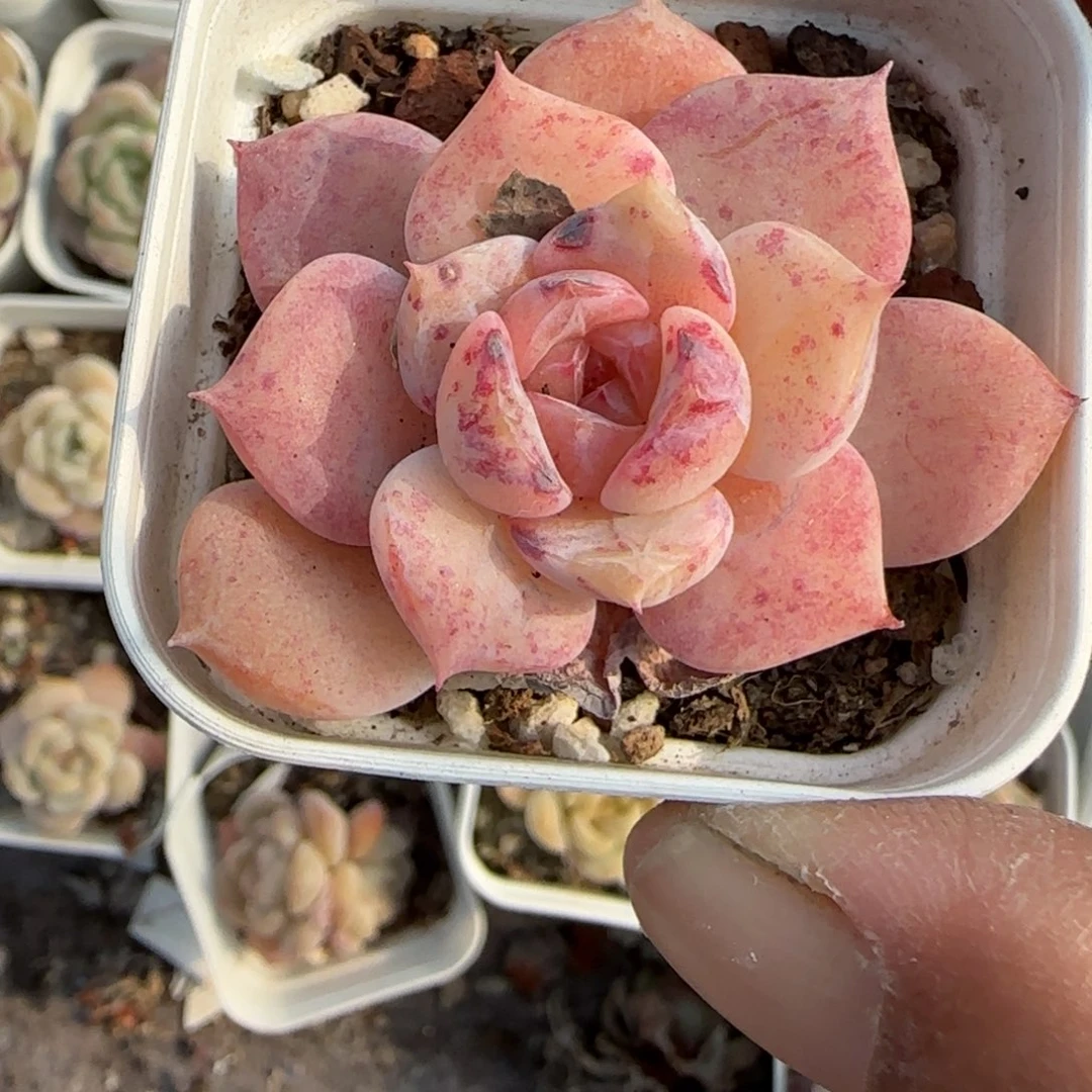 小卡拉米糖心一物一拍