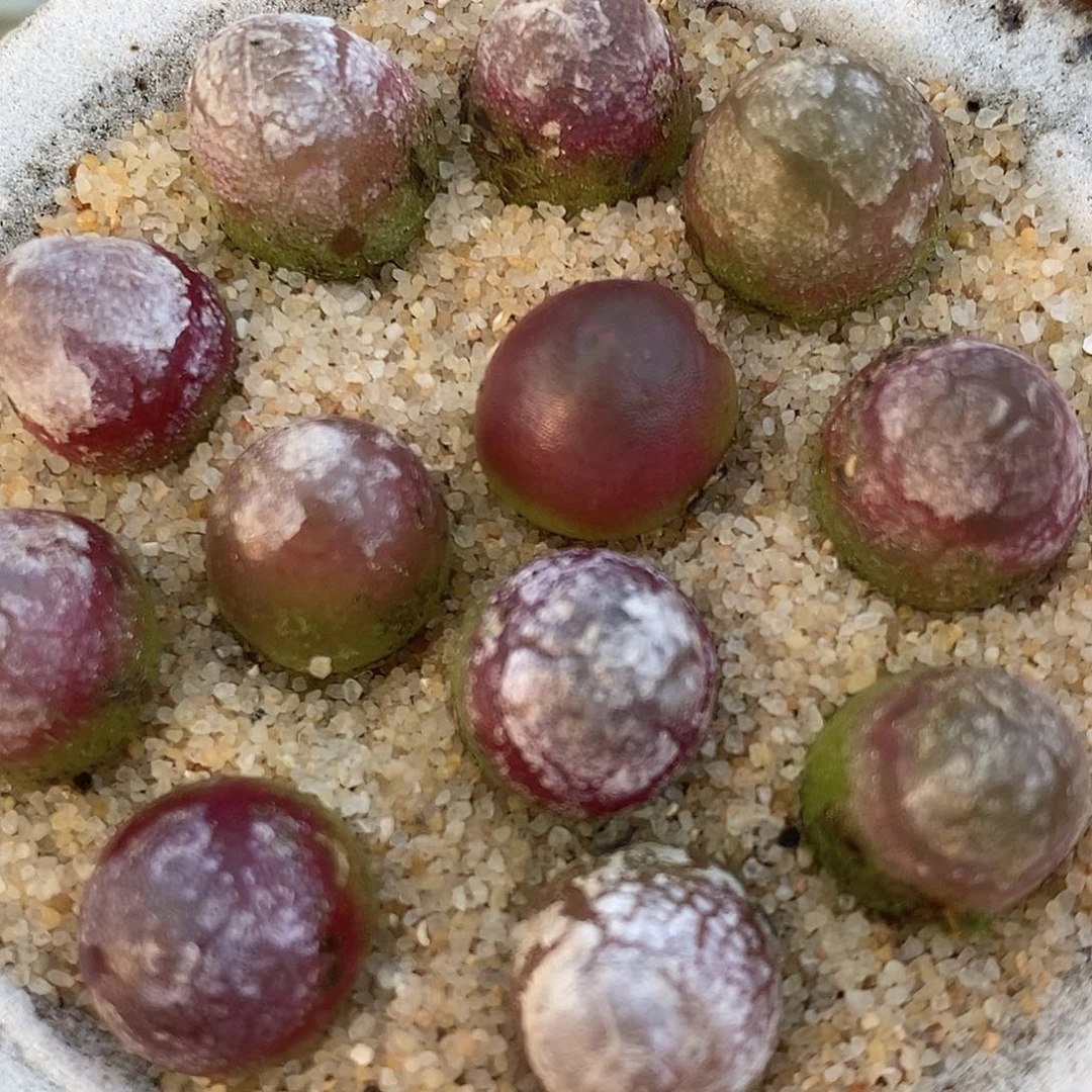 18155灯泡一组。