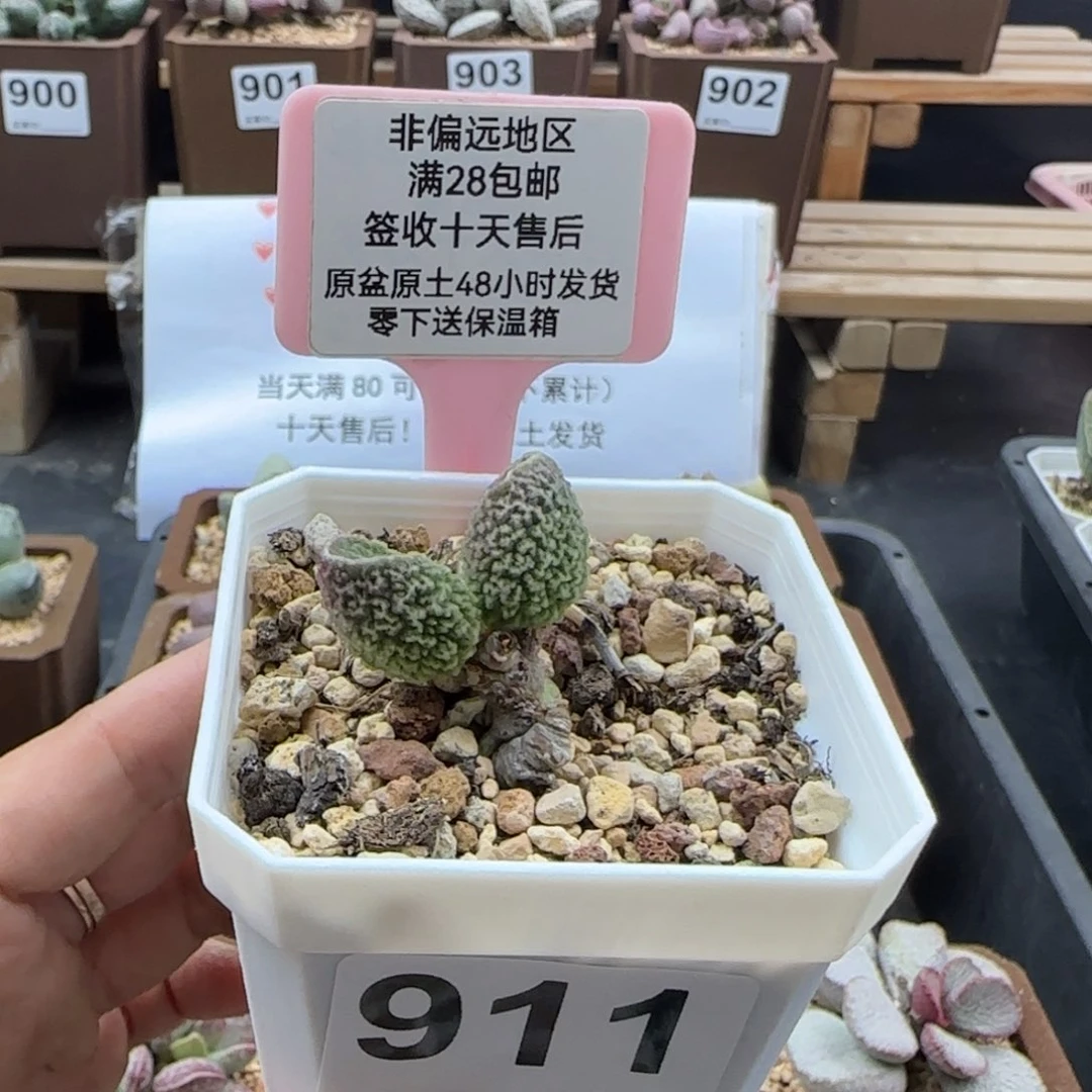冰***酱911胖伍多肉植物