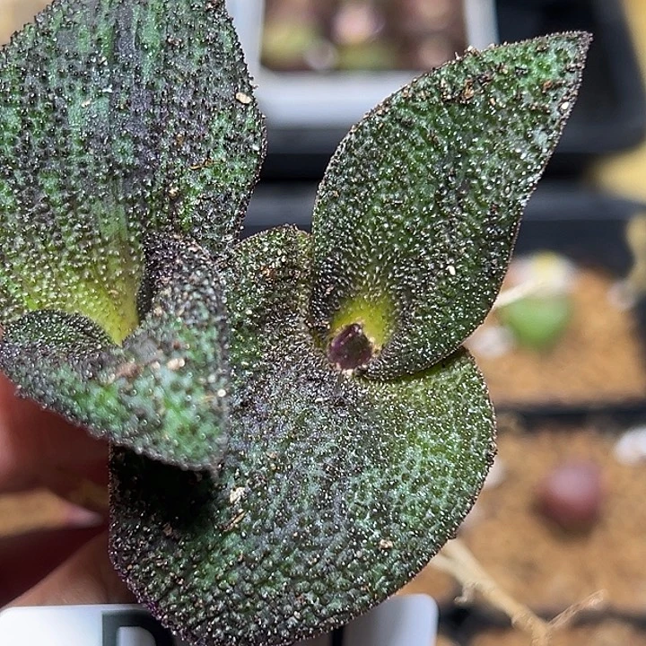 ღ****131号紫镜2个zyyyxyzwx