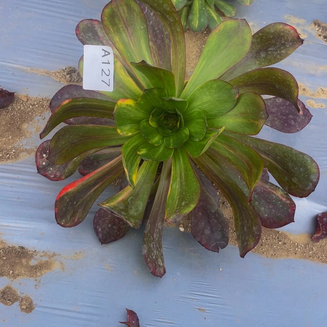 127无毒七彩多肉植物