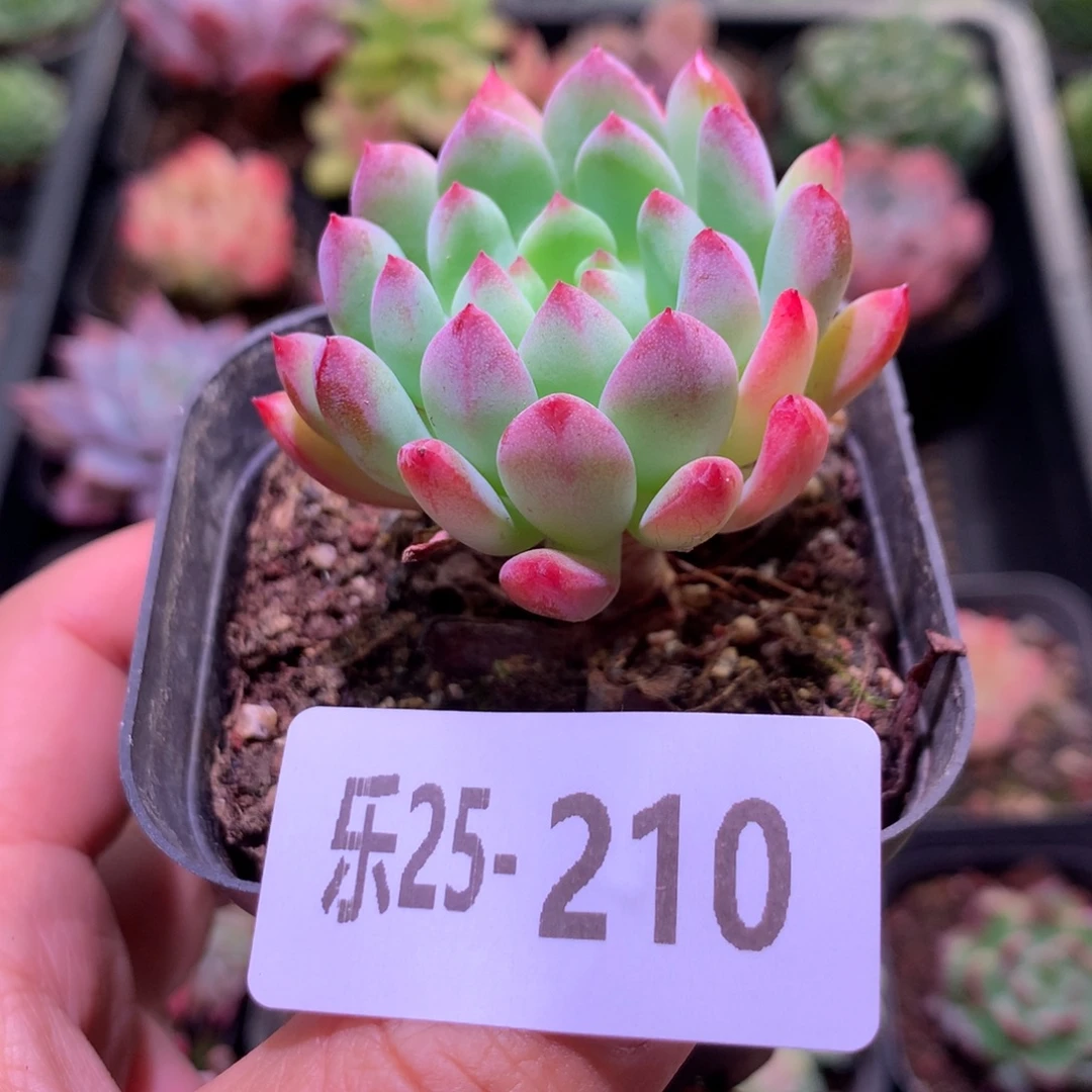 乐然25-210 蓝苹果