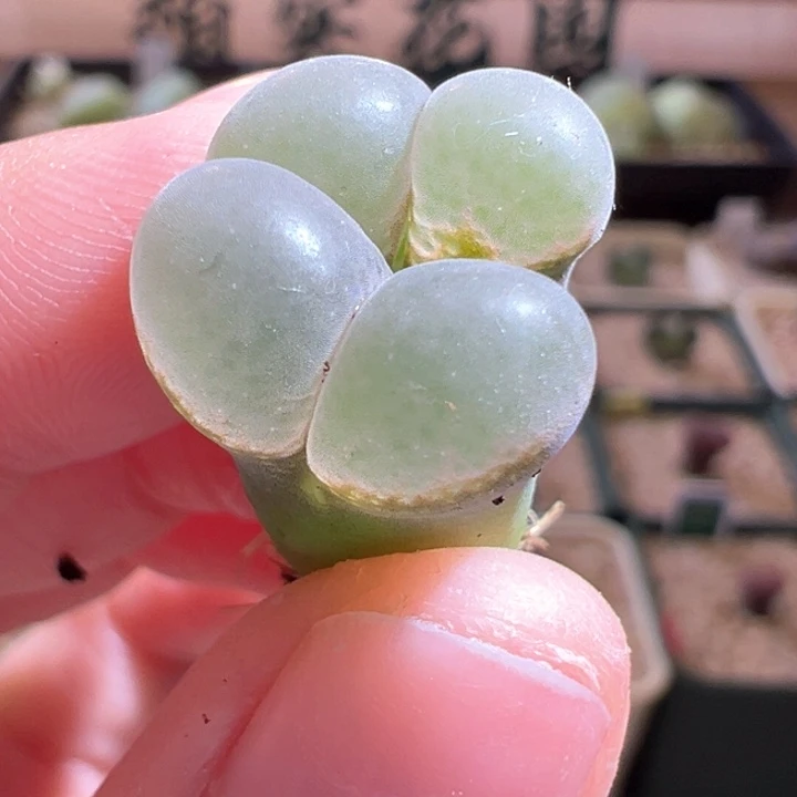 w/690。 4年b23 母本     上新福利价！！