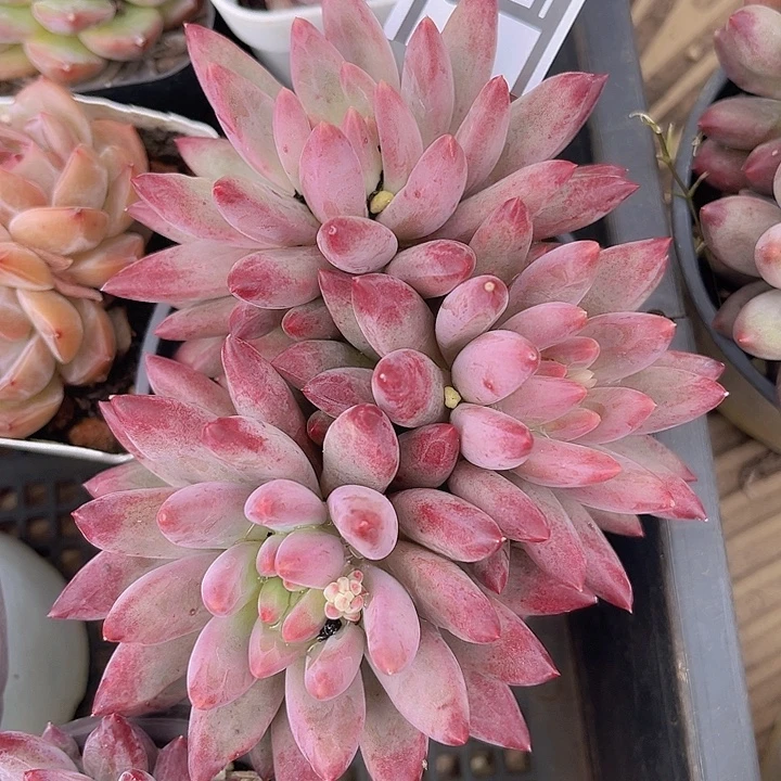 虞美人3096多肉植物