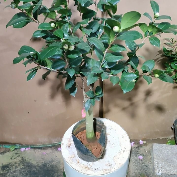 478小尼子，原盆原土发货，不包邮