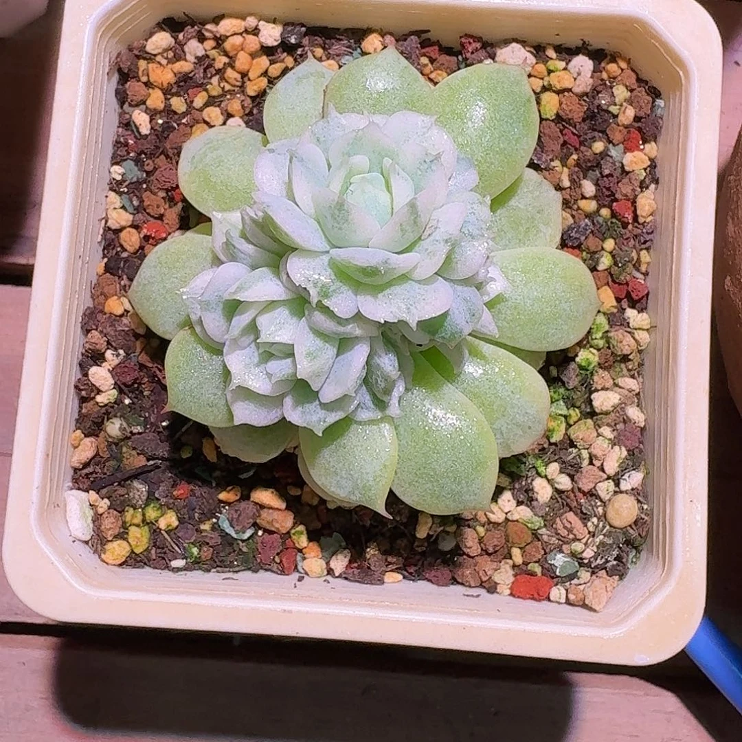 三***牛船长锦多肉多肉多肉