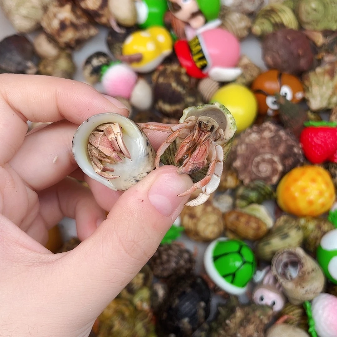 陌派甄选寄居蟹7540