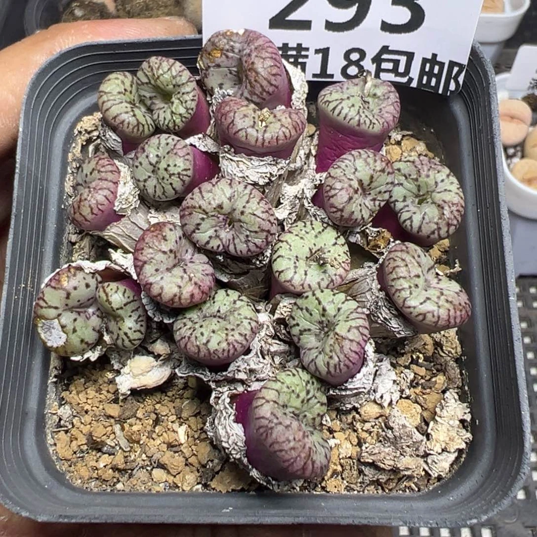 【闪购商品】 293。