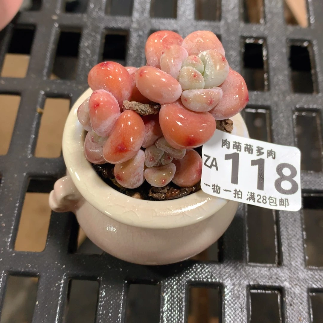 肉萌萌拇指盆精控多肉ZA118