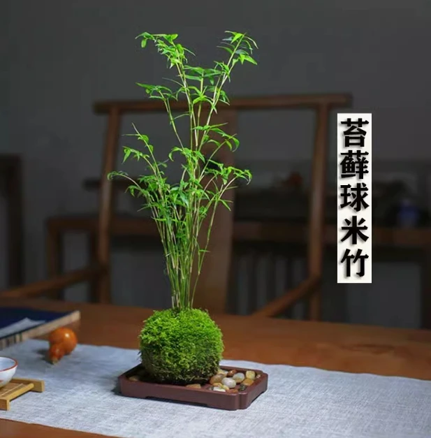 禅意小叶米竹/创意迷你茶桌办公桌摆件绿植