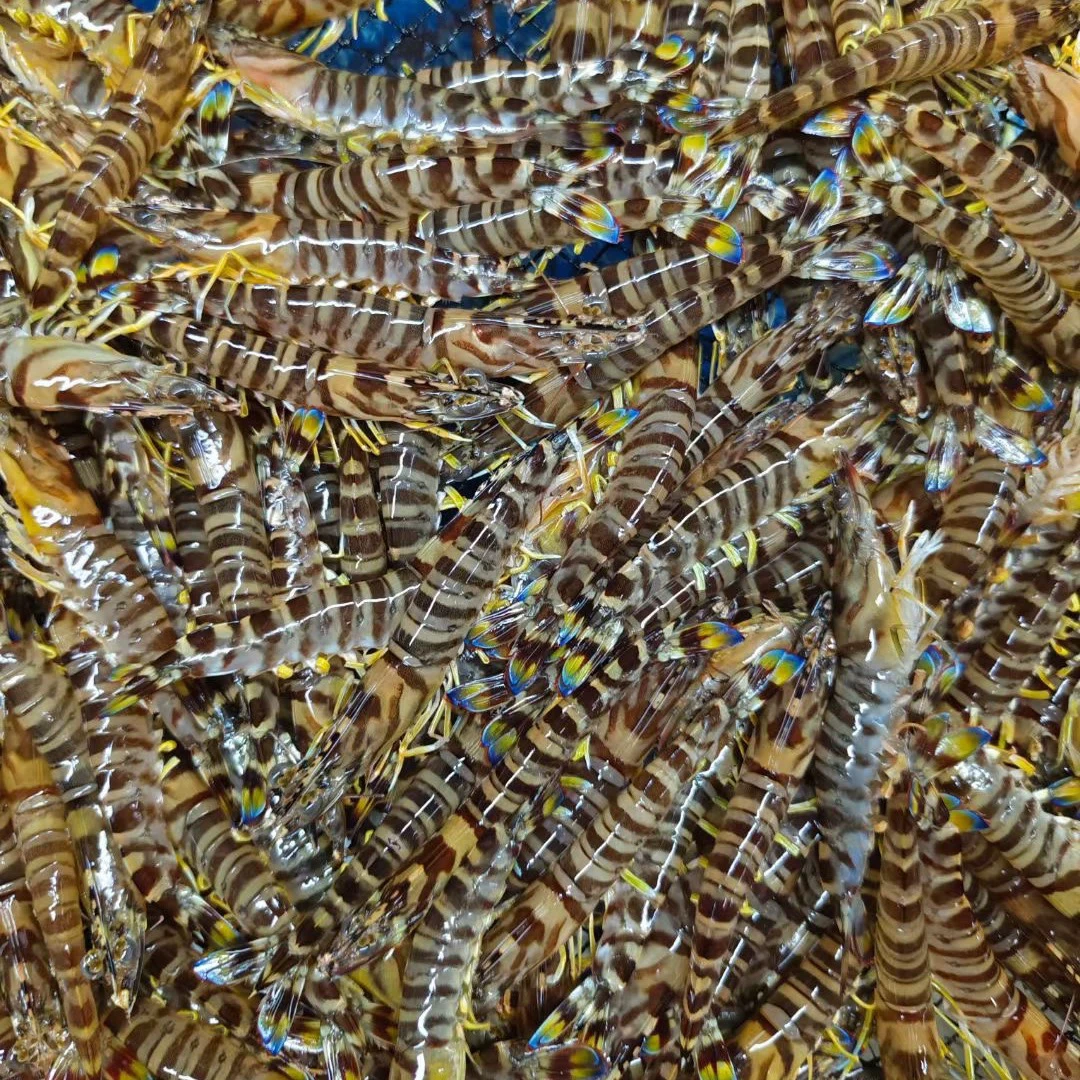 《基围虾》肉紧肉甜 白灼 2-3斤装 天津发货