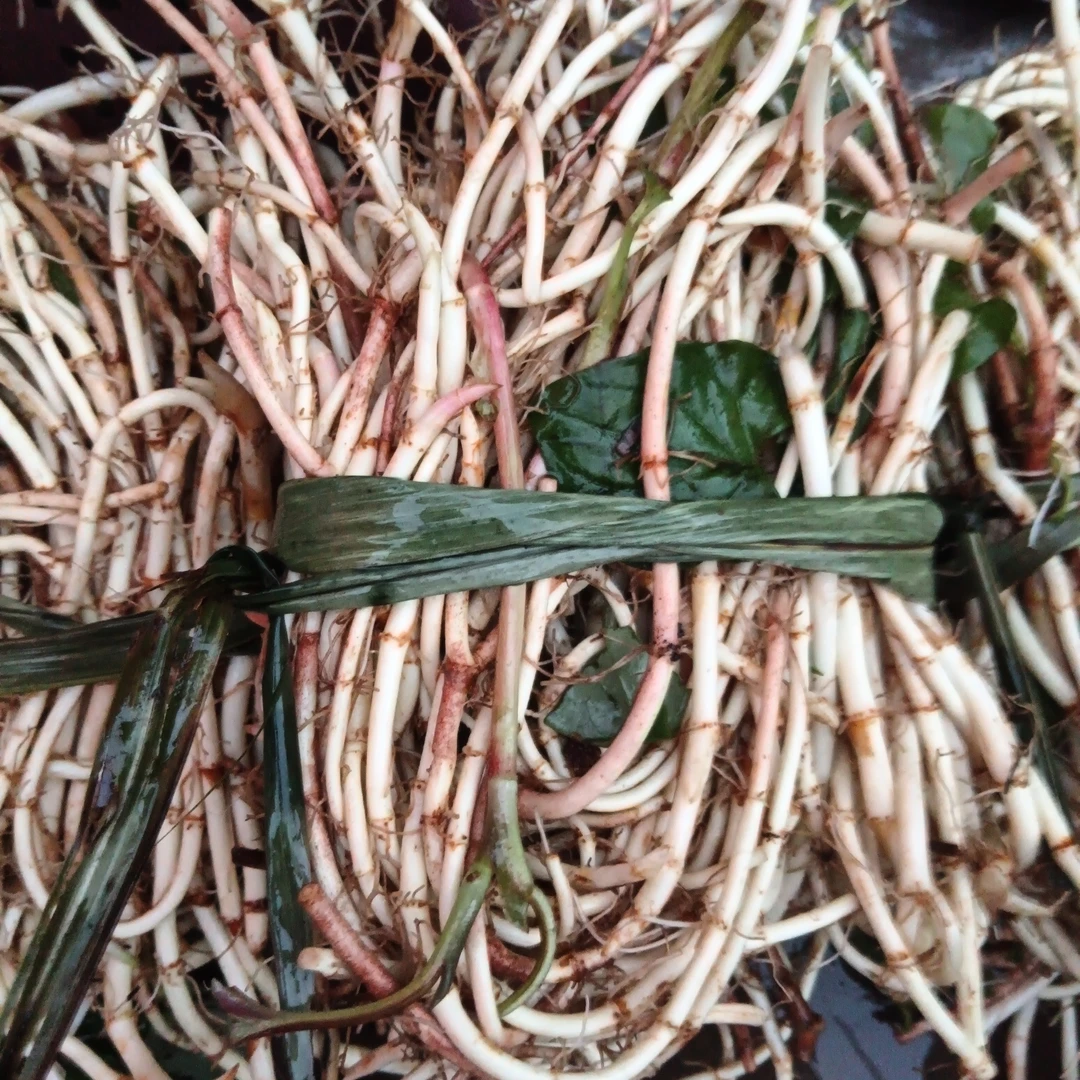 云蕾精选 云南山货【折耳根】