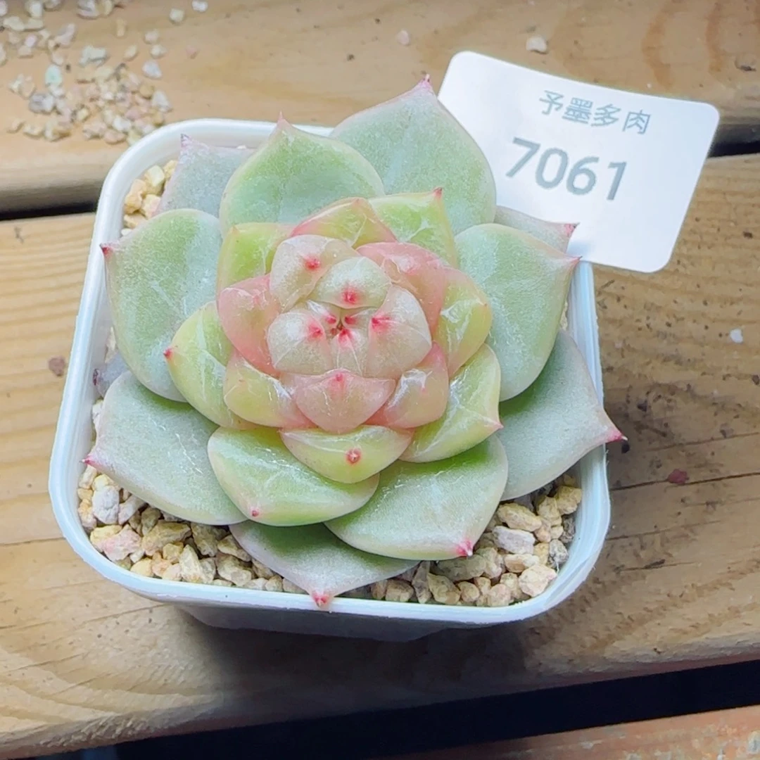 孤品珍妮，7061多肉植物