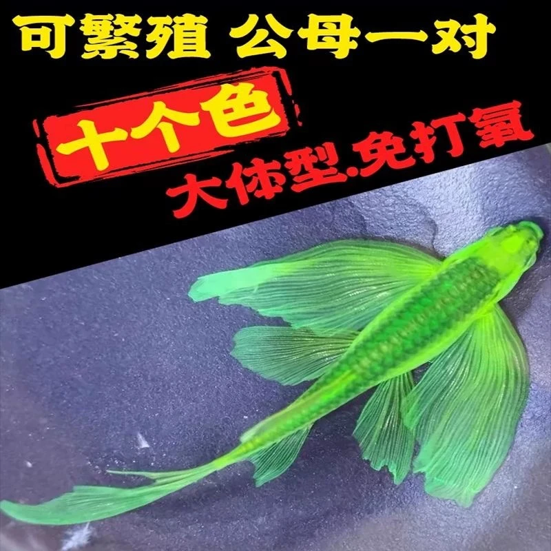 蝶翼斑马鱼长尾长鳍大帆翡翠绿观赏鱼龙凤冷水群游鱼荧光淡水斑马