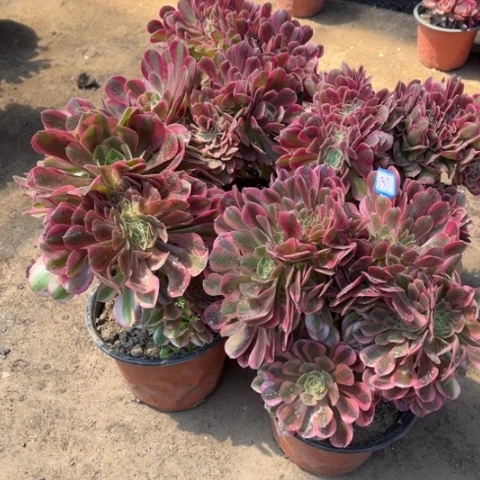 857多肉植物组合