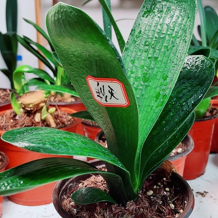 当前无花栽培后可以开花