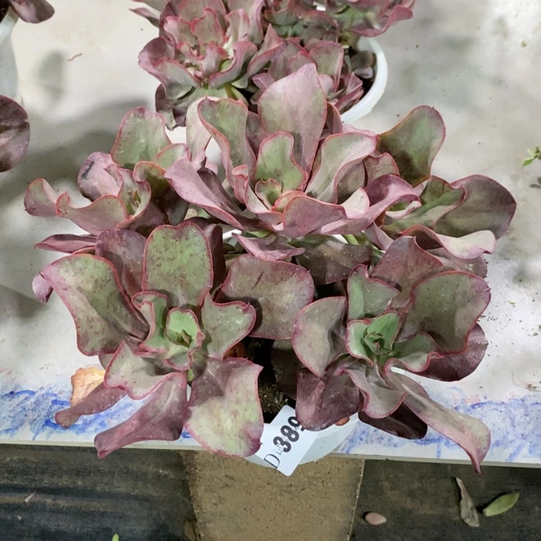 ?****?389初吻多肉植物