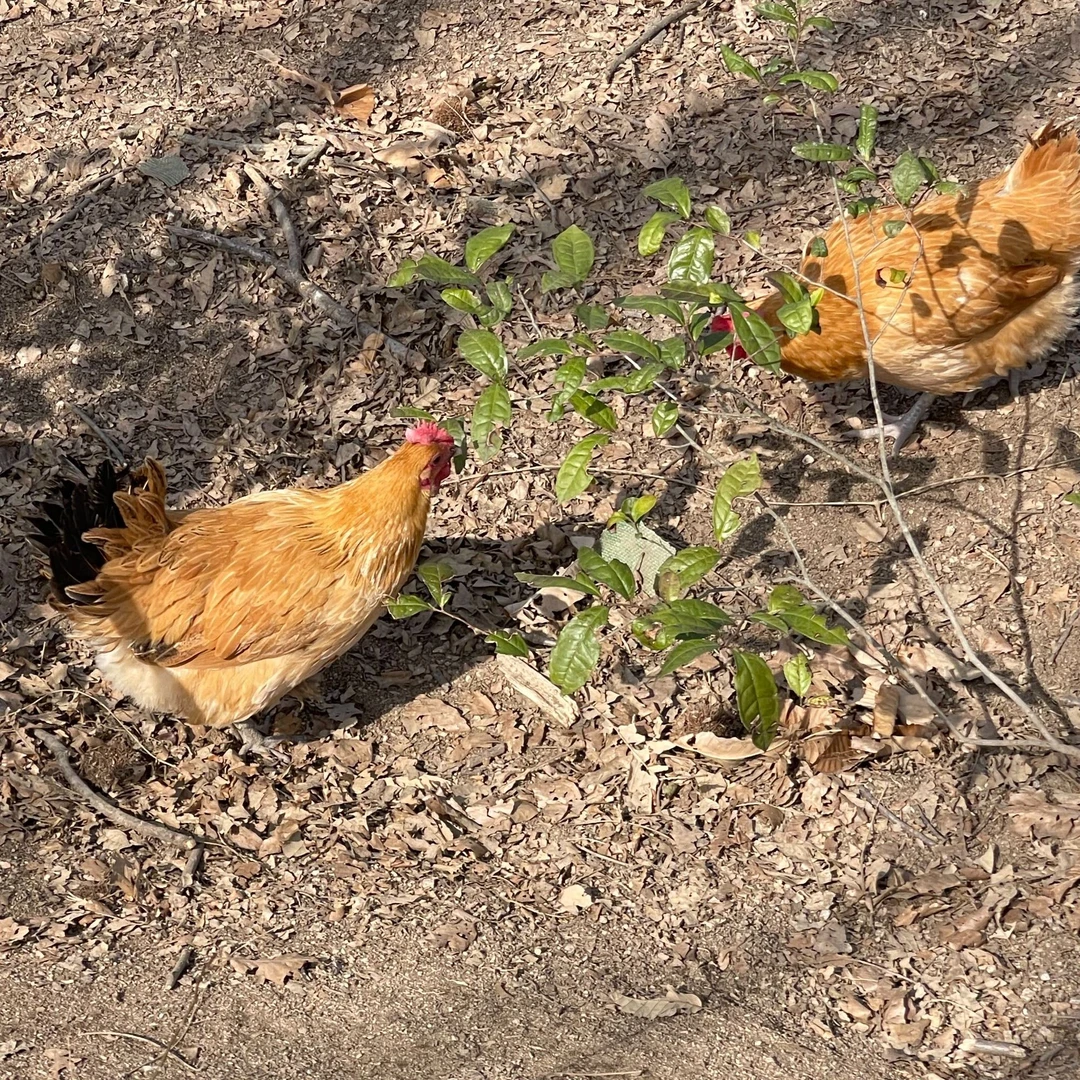 【老母鸡称重】亿众源散养老母鸡玉米稻谷杂粮喂养跑山鸡走地鸡