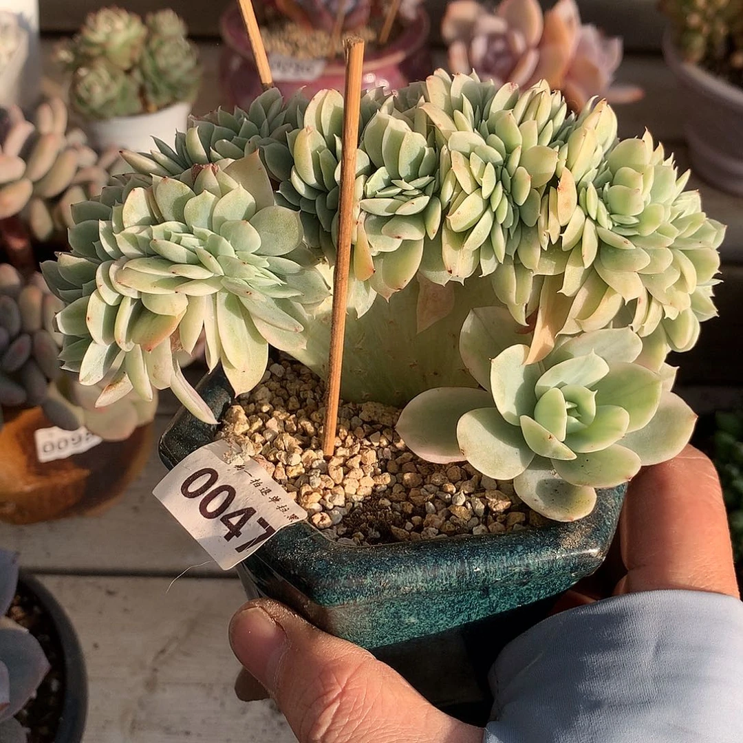 0047星纳塔锦缀一颗13厘米
