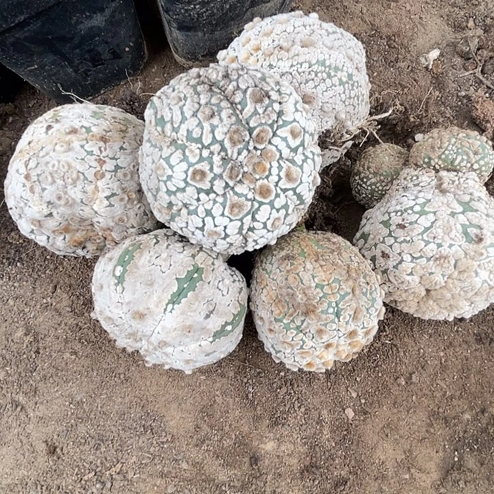 完全开放兜兜兜6