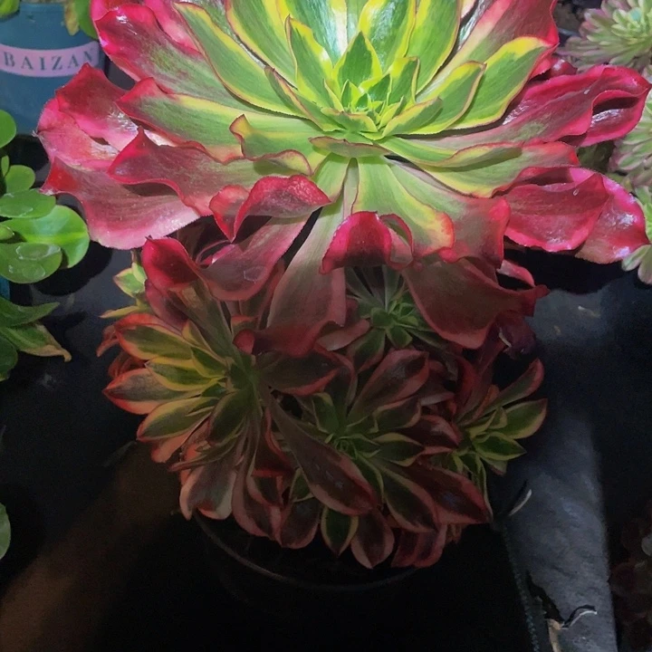 观**书多肉法师320号魅影发货