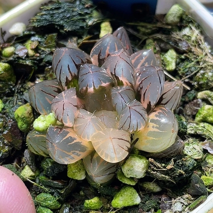 613霓虹灯锦特选福利
