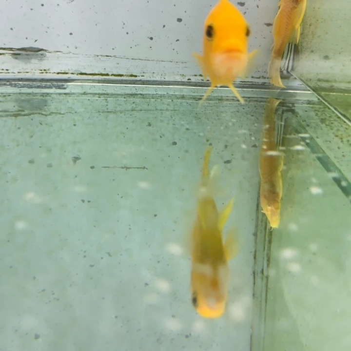 海水1163艾特特斑马。