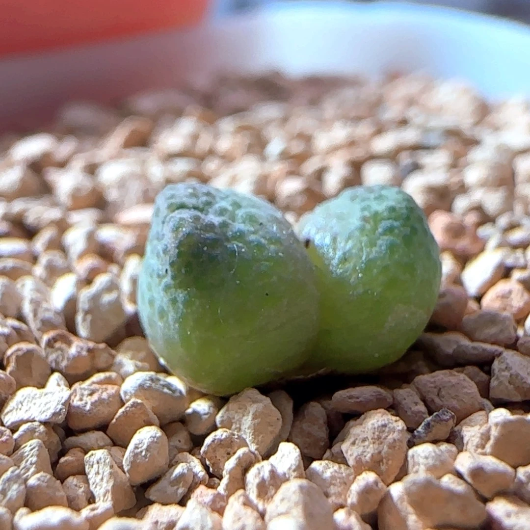 6.10.54/草莓斑马/