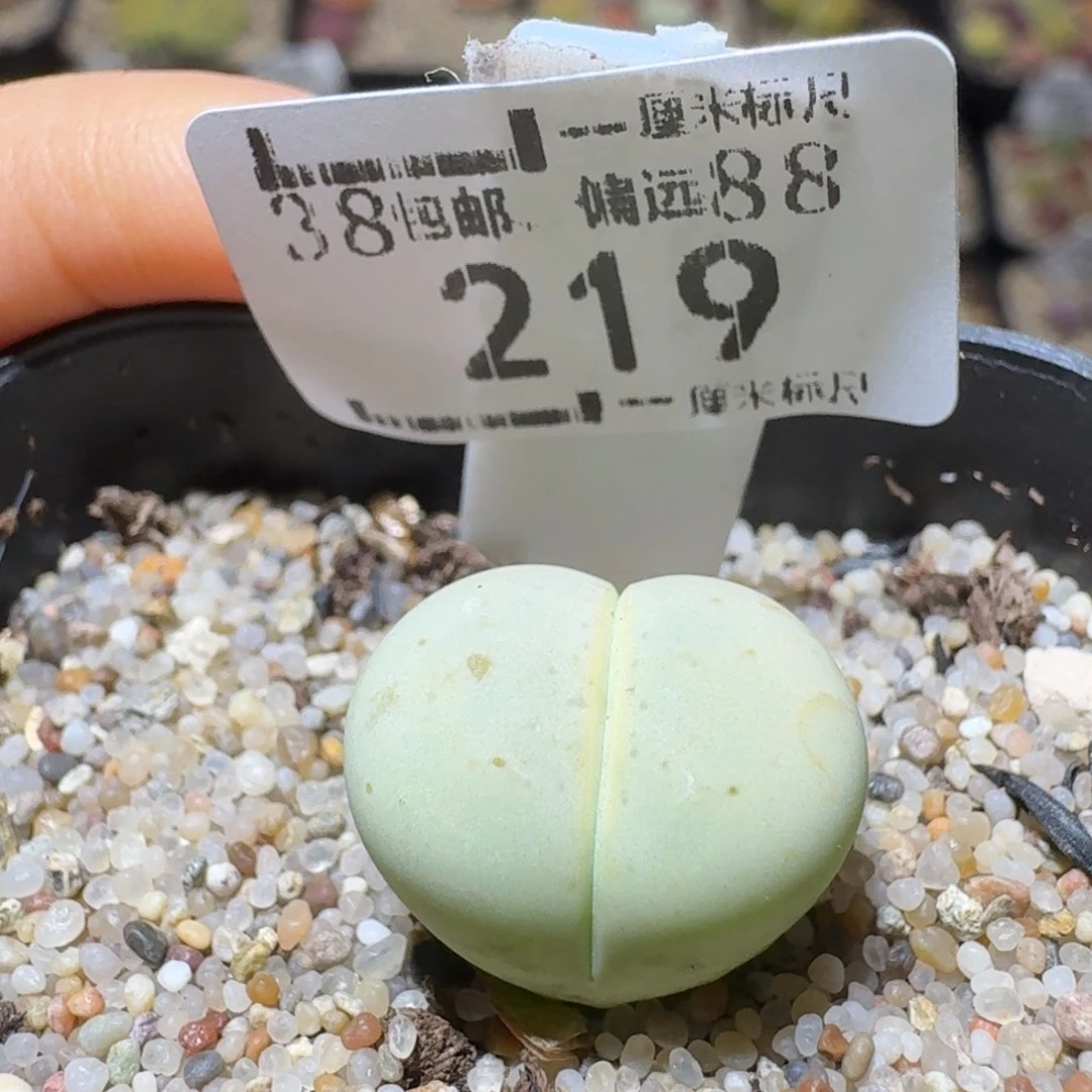 Sss精品生石花 219