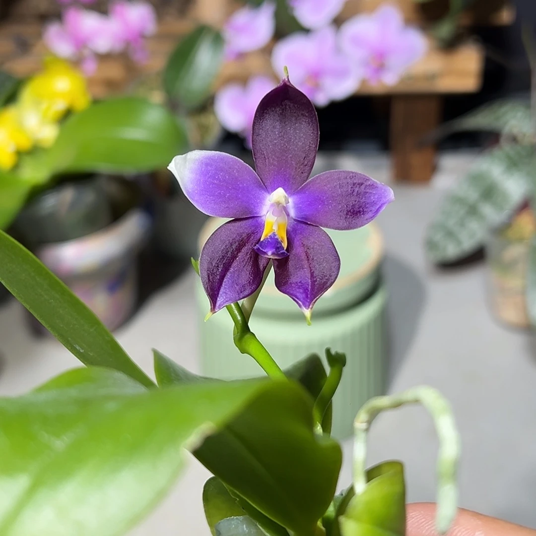 大部分开放少量花苞