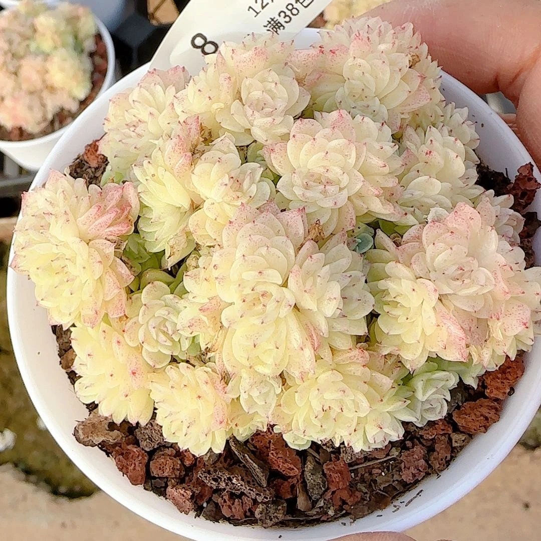 1210-8（碎雪）优选多肉