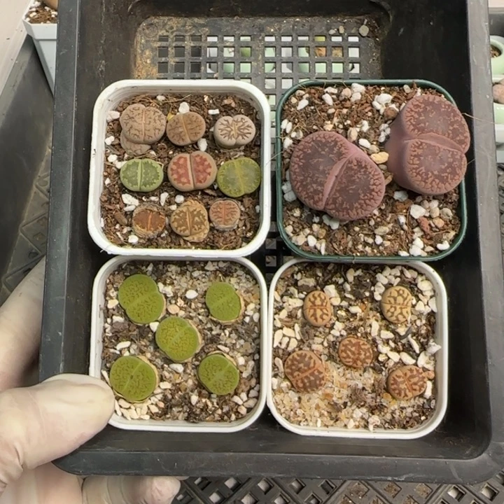 1520 大棚清仓大捡