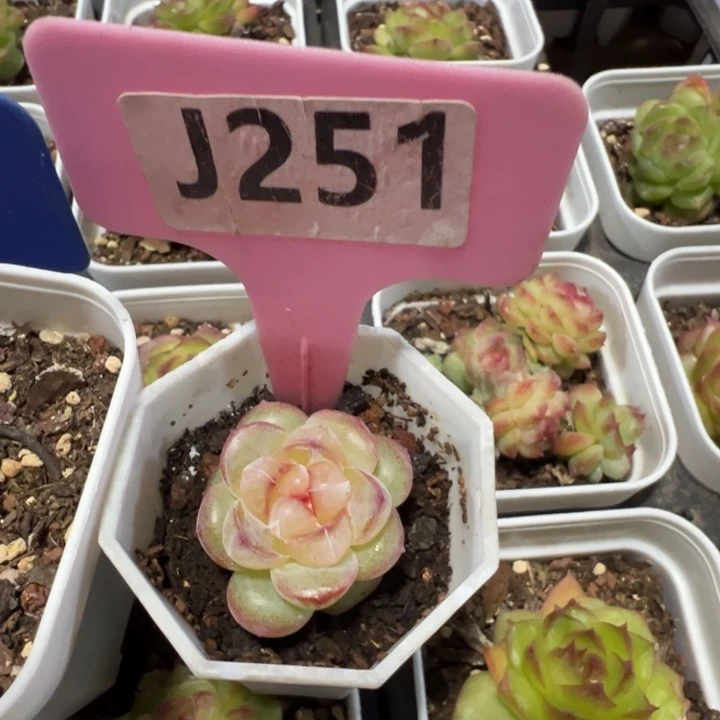 恶魔之泪4cm福利xmm