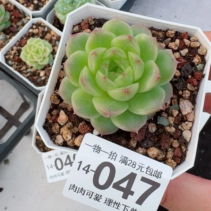 阿祖多肉无盆土发货多肉多