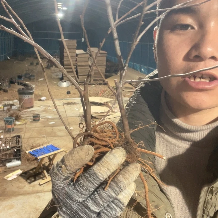 原生黑珊瑚海棠花一颗