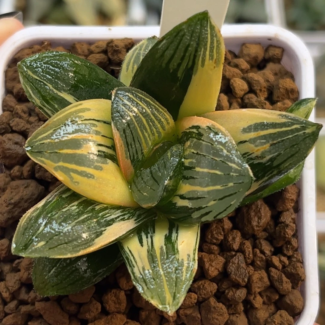 170巨大丸叶夜想之森锦带仔福利专场