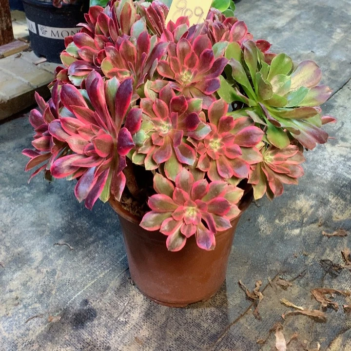 809浣纱多肉一物一拍～