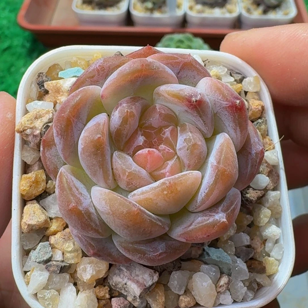 0025多肉糖心。 脱土发货