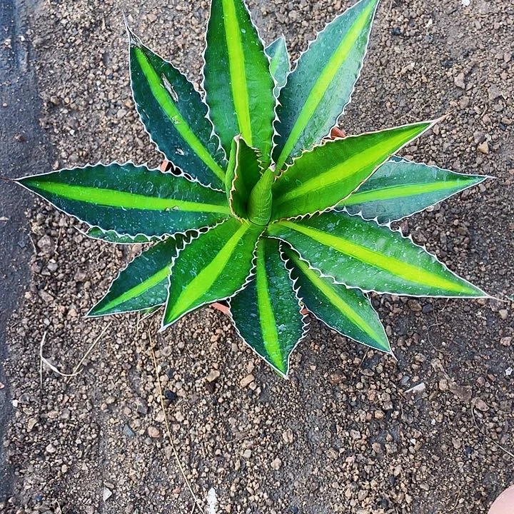 汤***爸完全开放青黛兰裸根发货