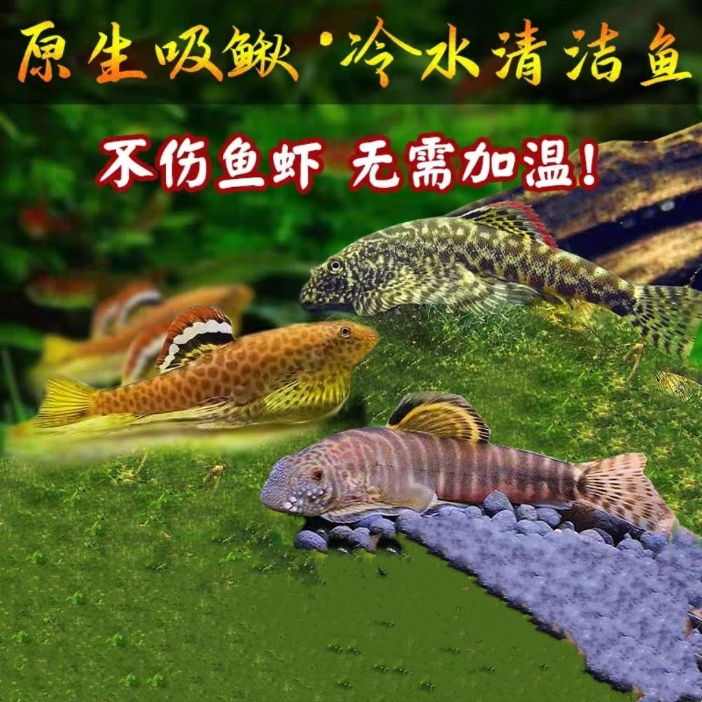 除藻能手吸鳅爬岩鳅冷水清道夫原生爬岩鳅双吸盘清理鱼缸残渣清洁