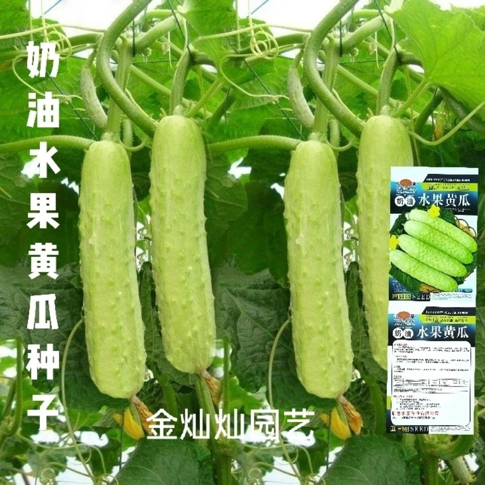 【奶油黄瓜种子】奶油黄瓜种子白皮水果黄瓜籽口感脆甜爽口甜脆黄瓜