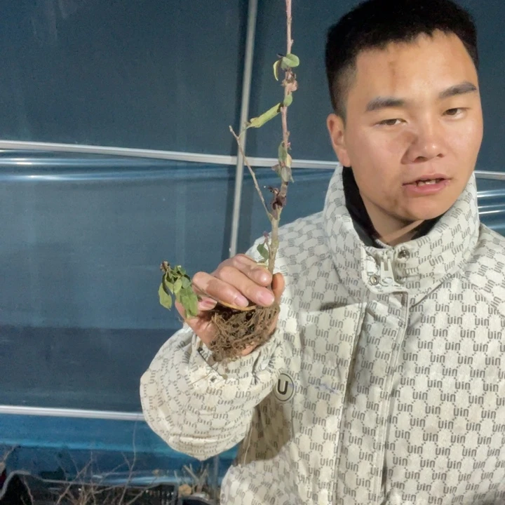 司牡丹海棠花一颗