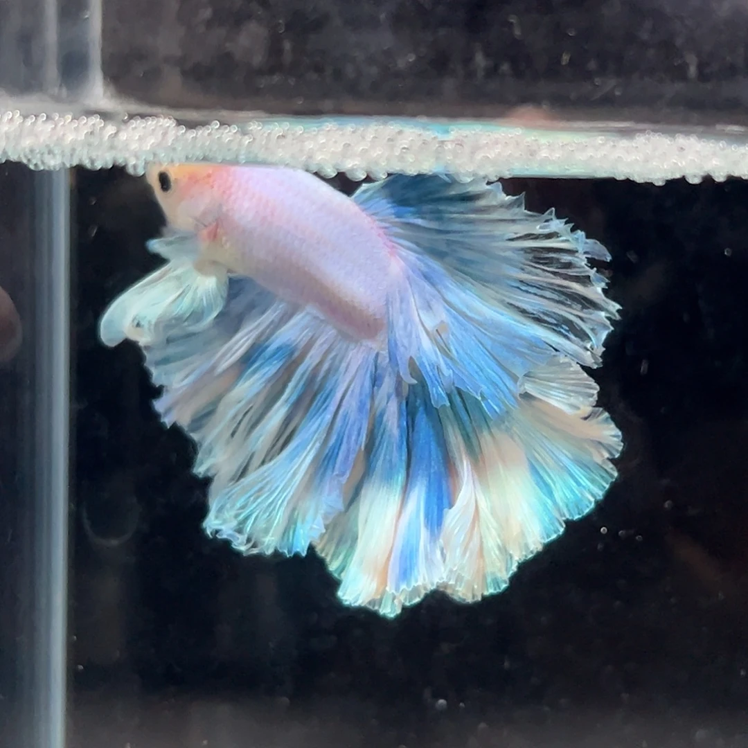 斗鱼18号破价出蓝天白云大裙子