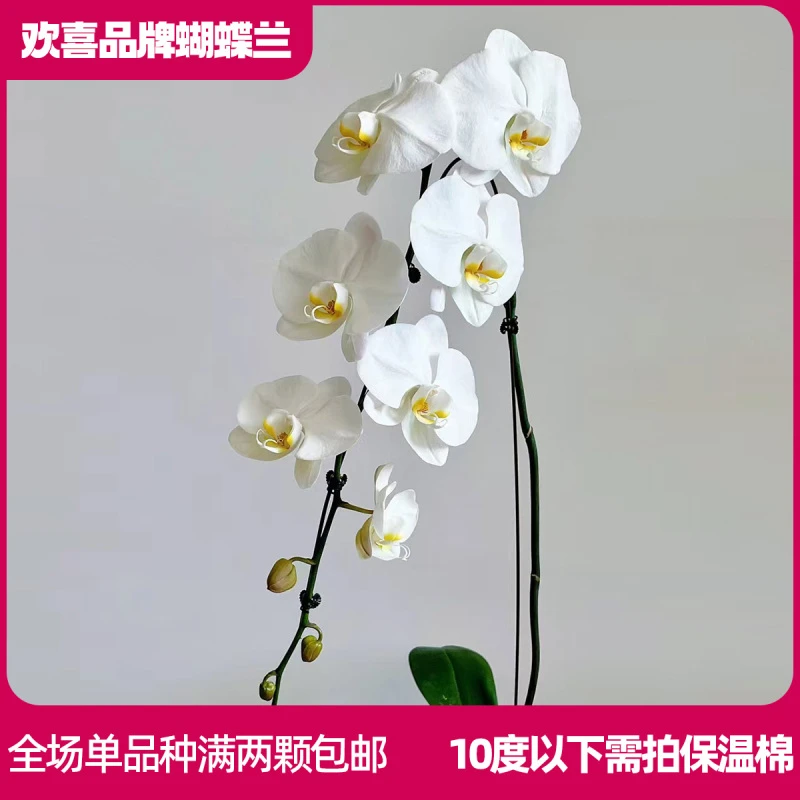 【大白V3】精品蝴蝶兰3.5寸超大杯室内绿植