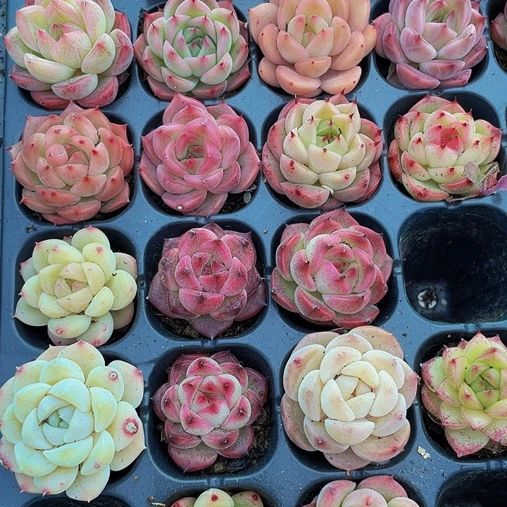 小东云杂1.5带土发