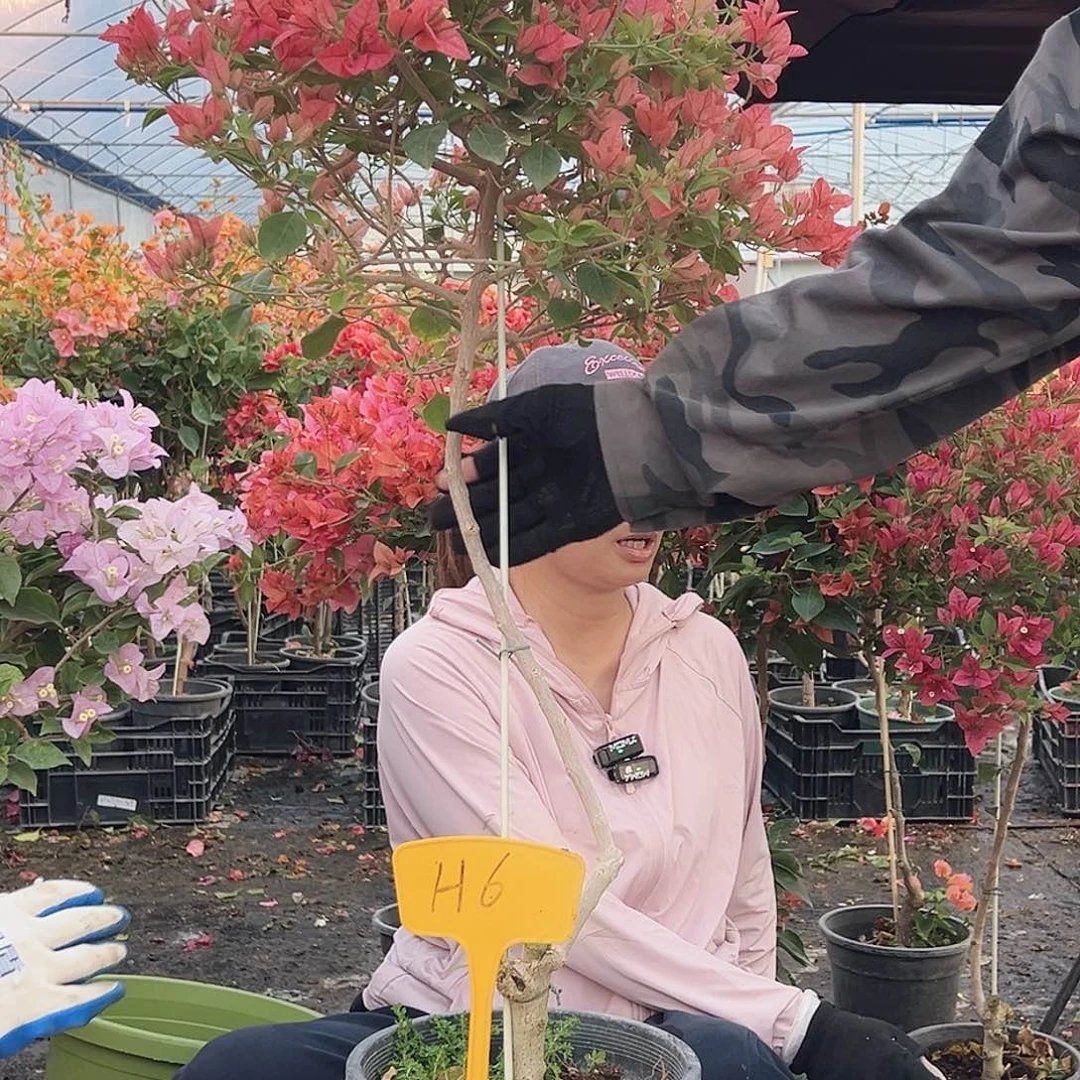 慧***送大部分花苞少量开放H6酒红