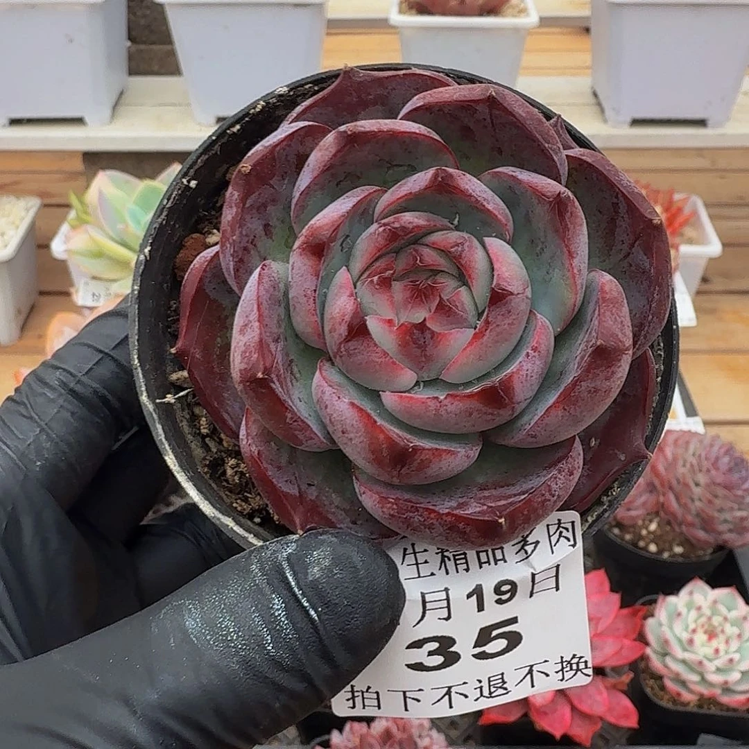 1119-35惊鸿仙子a